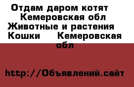 Отдам даром котят  - Кемеровская обл. Животные и растения » Кошки   . Кемеровская обл.